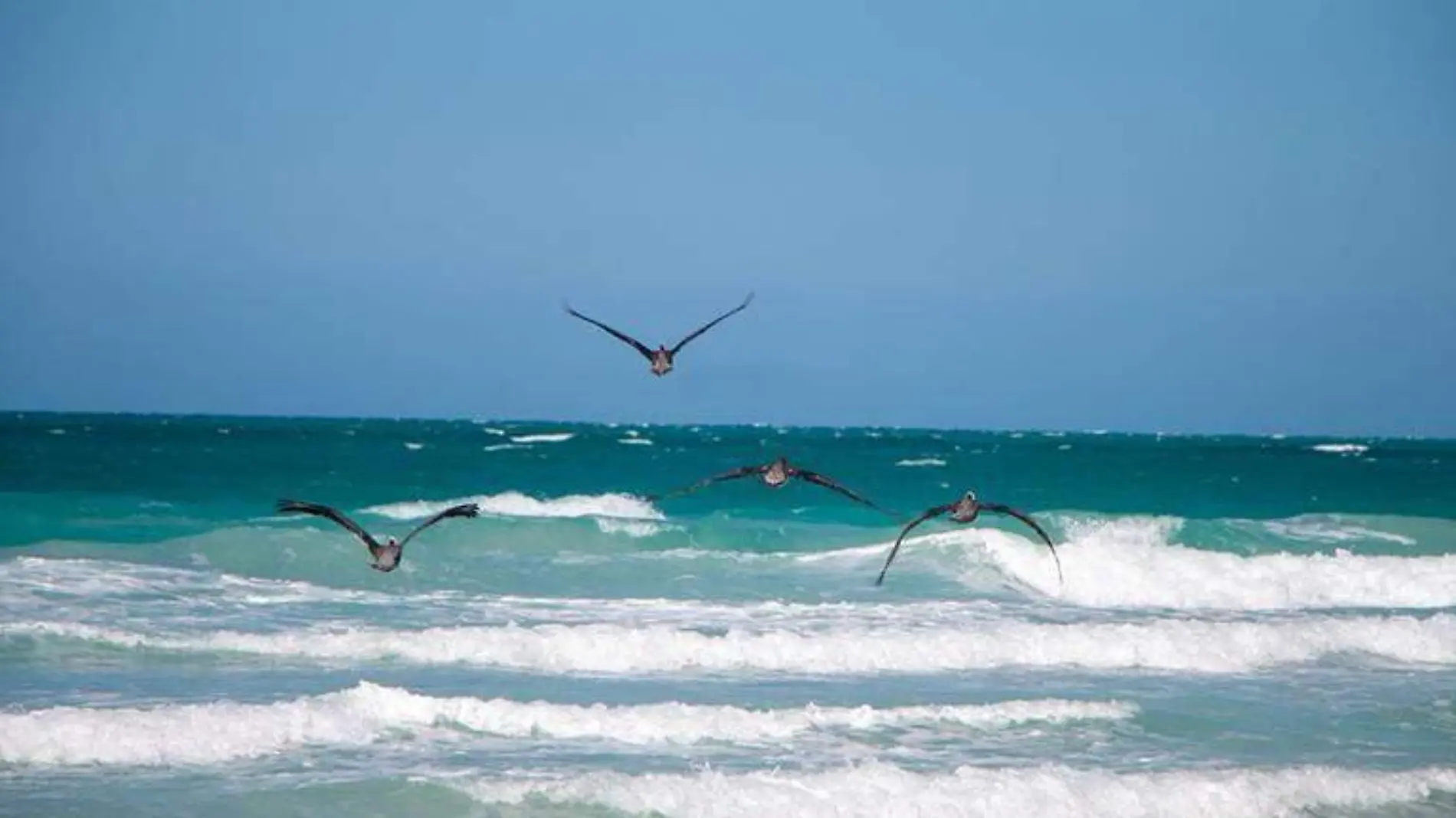 aves mar playa clima la paz